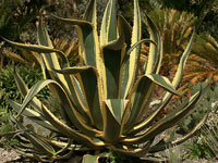 Agave americana